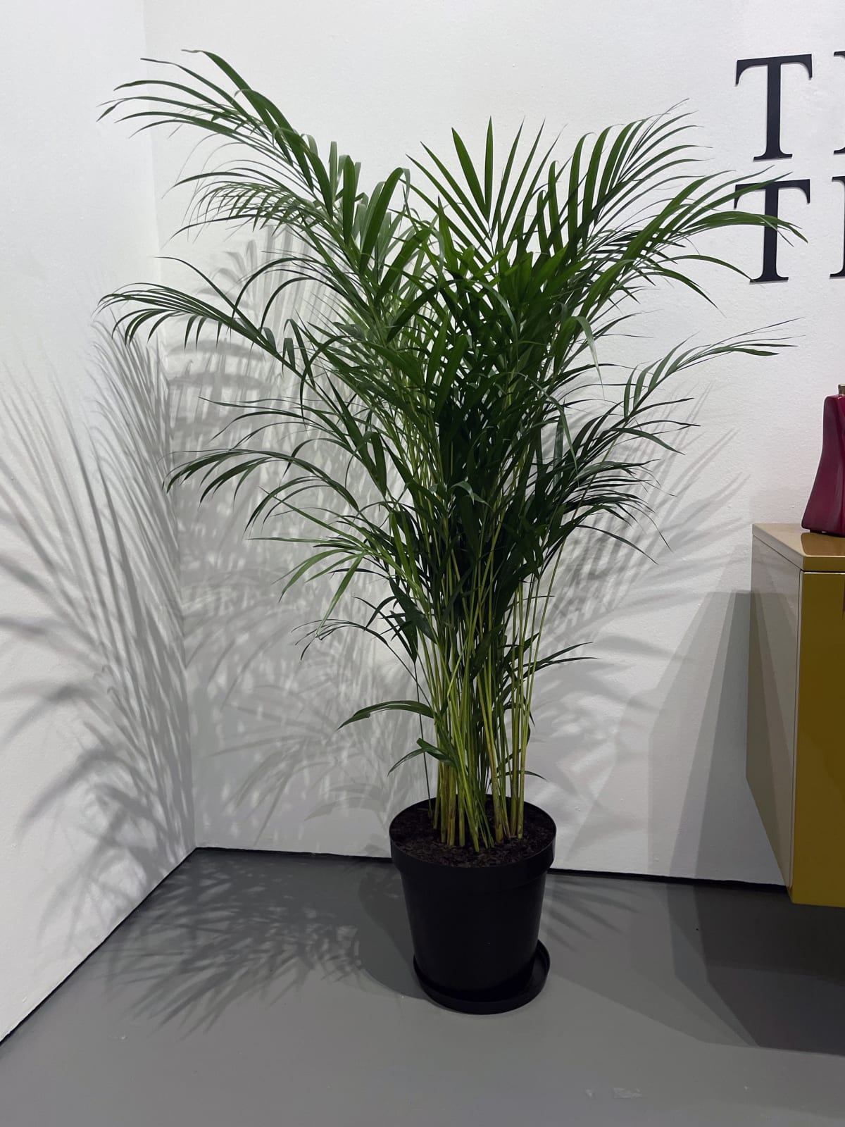 JFF Plant Shop, Palm - Dypsis Lutescens