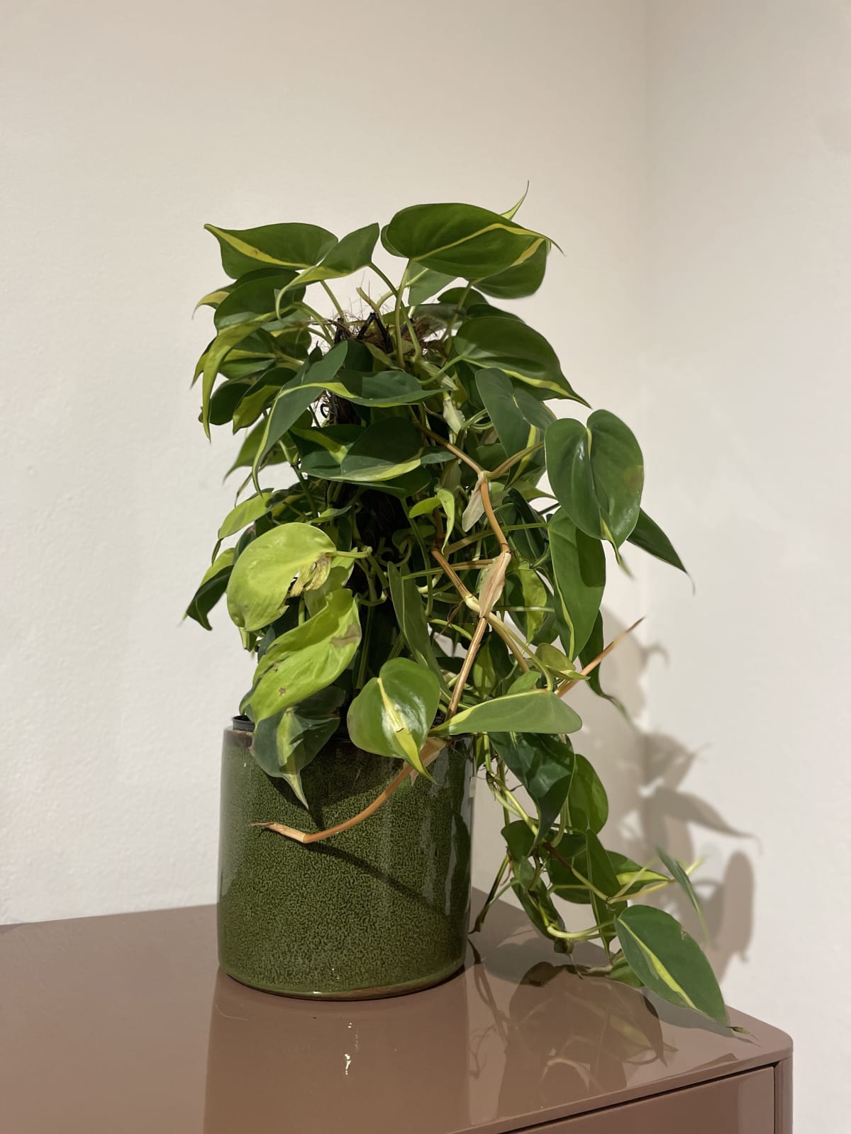 JFF Plant Shop, Philodendron Brasil Moss Pole