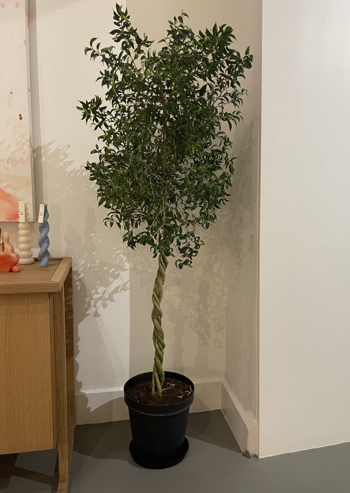 JFF Plant Shop, Ficus Braided