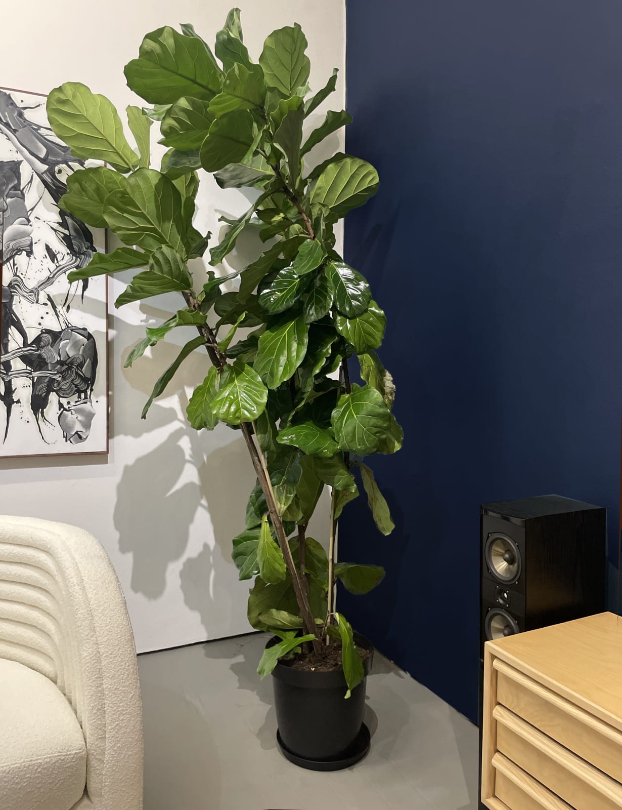 JFF Plant Shop, Ficus Lyrata
