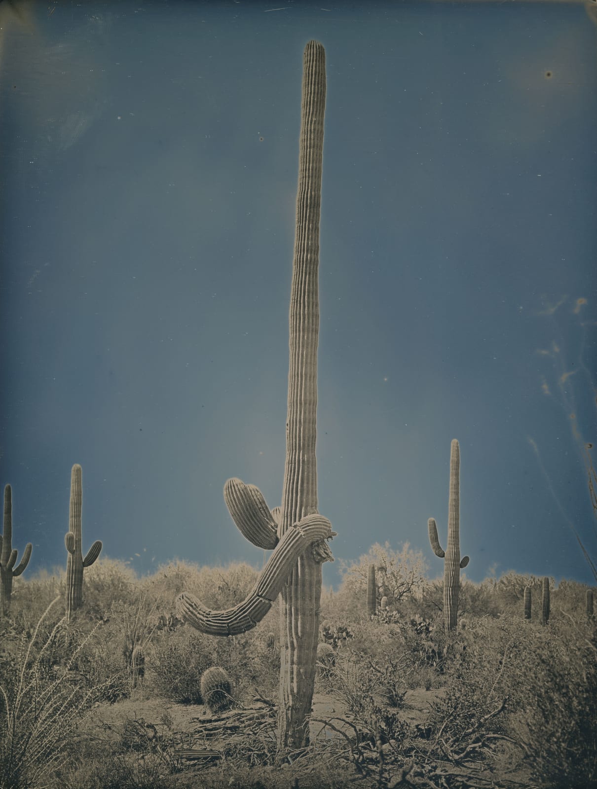 Binh Danh, Saguaro National Park #4, 2014