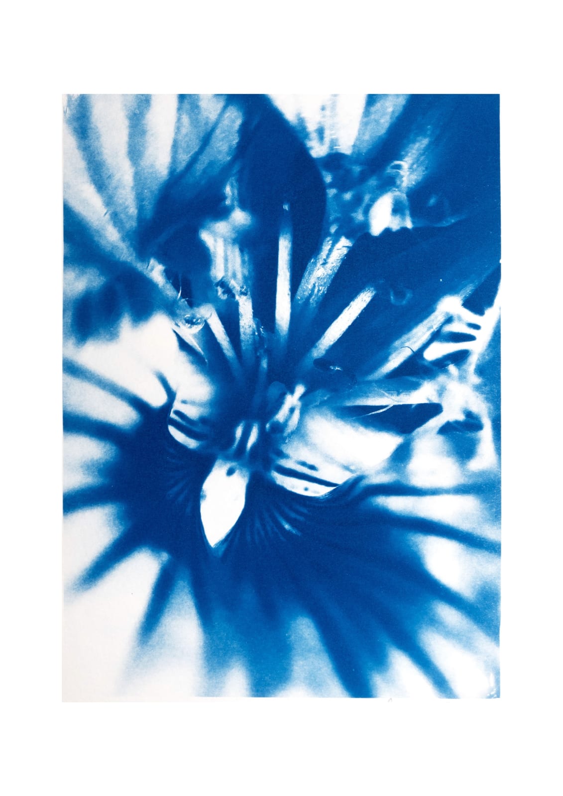 Eleanor Buffam, Diagonal Nasturium , 2025