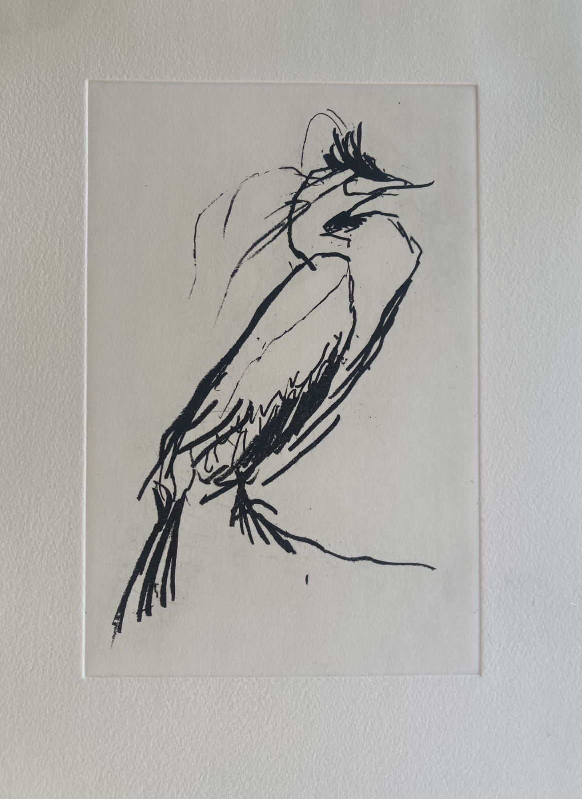 Helen Kennedy, Watchfulness, Firth of Forth Shag, 2025