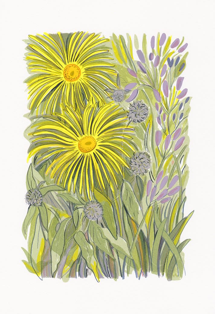 Susie Wright, Inula, 2023