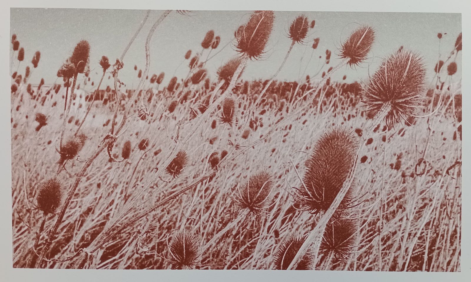 Jennifer Haggarty, Teasals, 2025