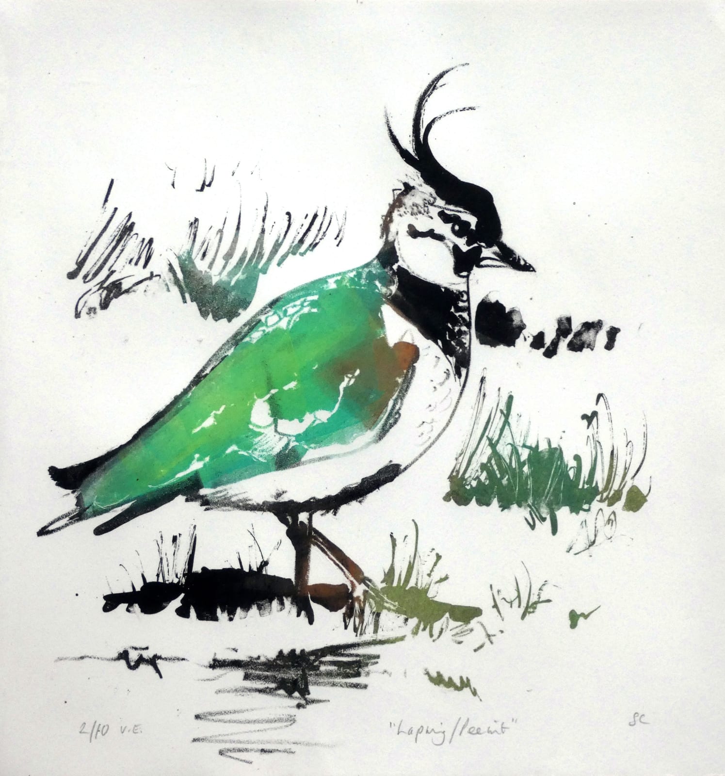 Sheila Chapman, Lapwing/Peewit, 2025
