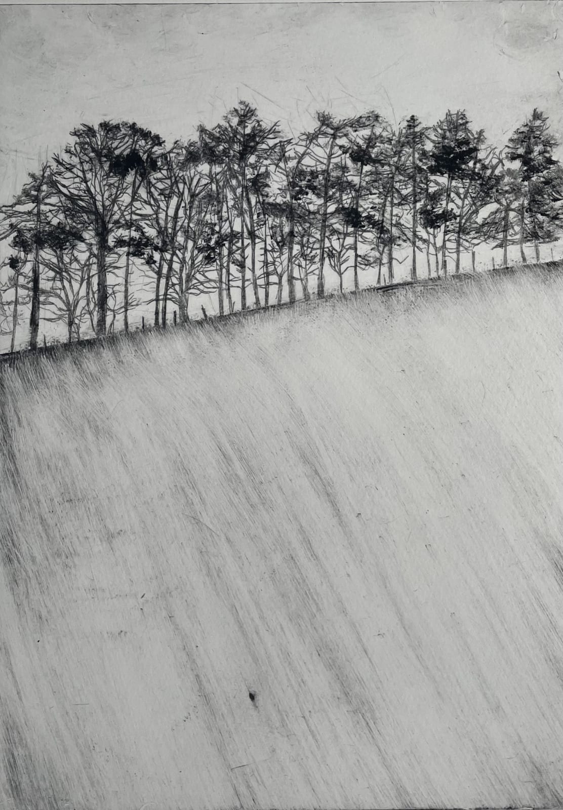 Shelagh Boyle, Treeline, 2025