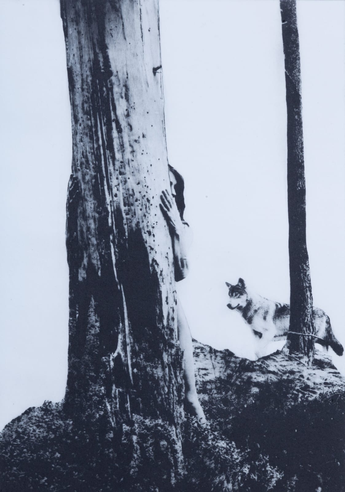 Linda Kosciewicz, Wolf Stories, 2025