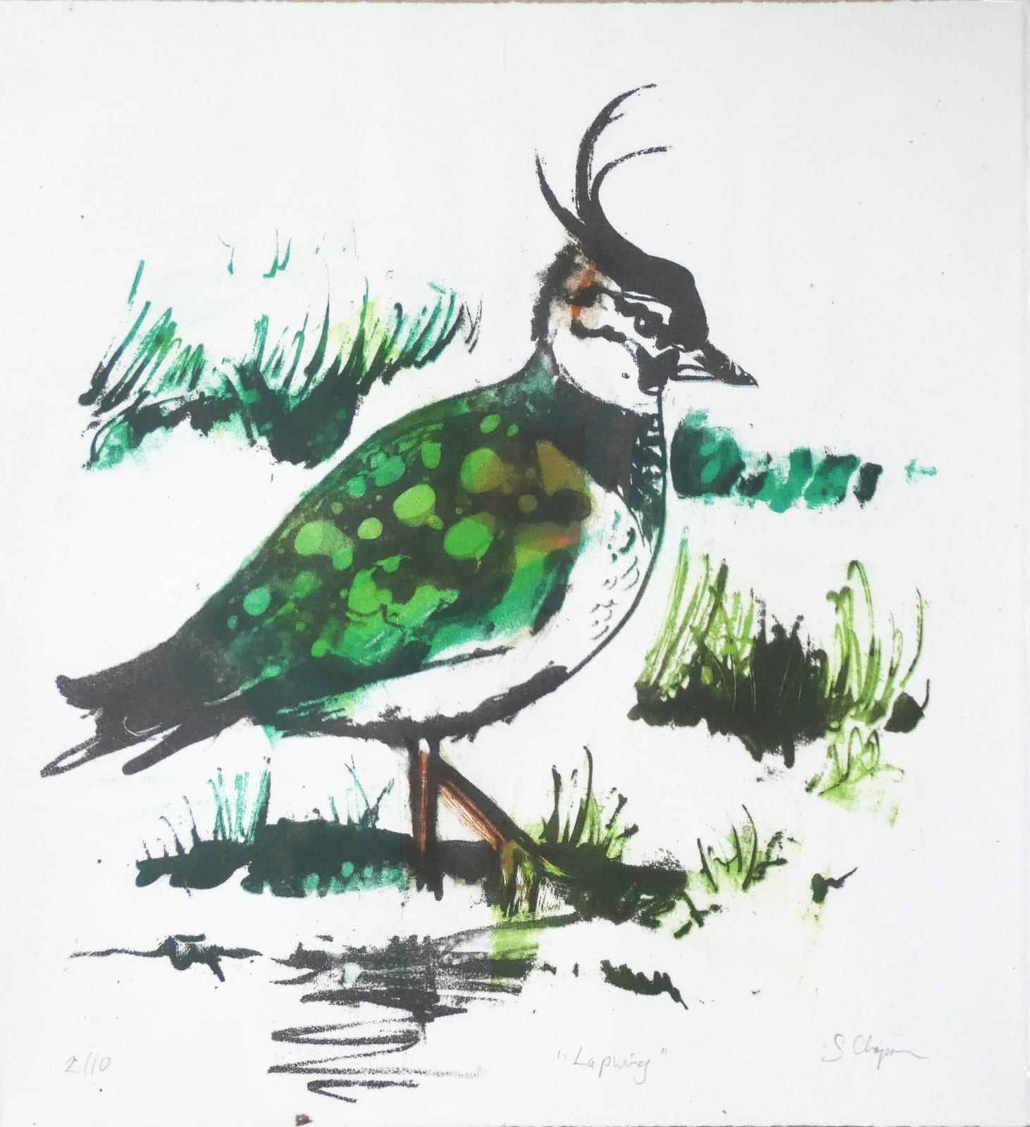 Sheila Chapman, Lapwing, 2025