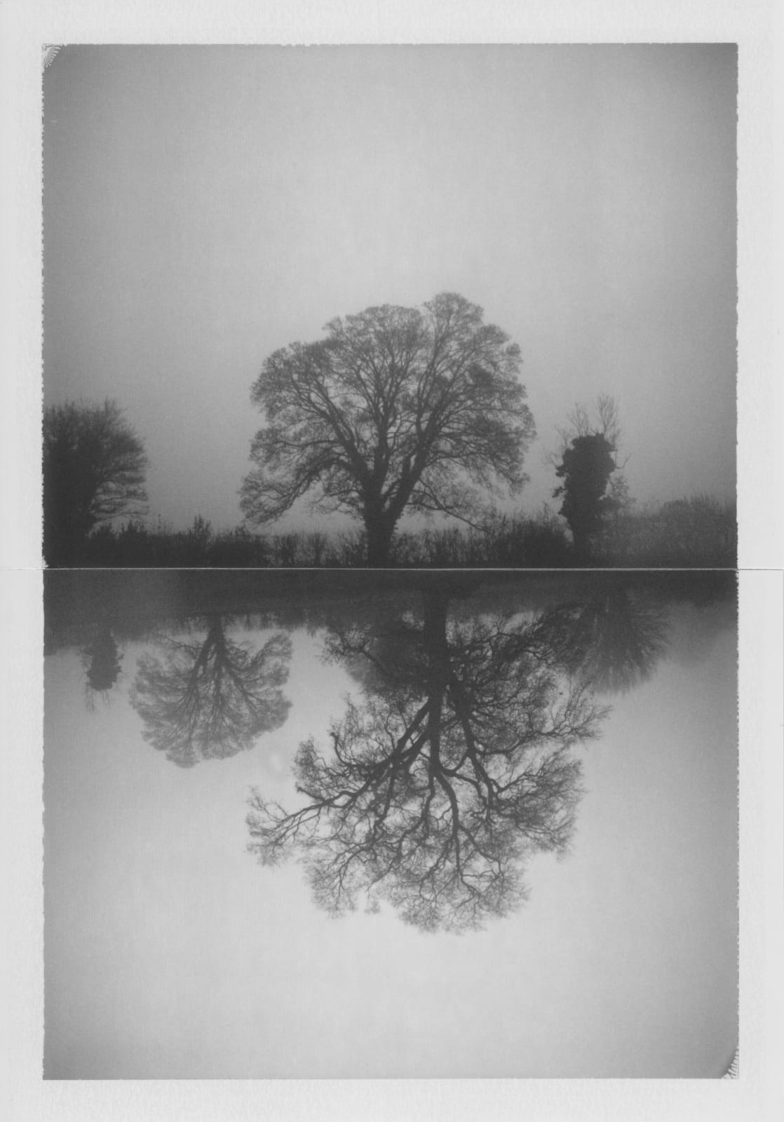 Cyrus Mahboubian, Trees, Oxfordshire (Composite), 2020
