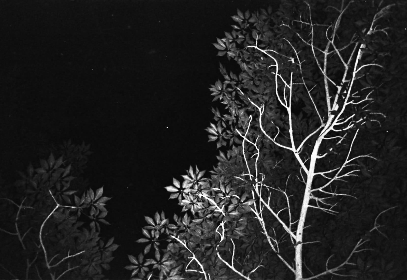 Dania Hany, On a Whim II, 2017