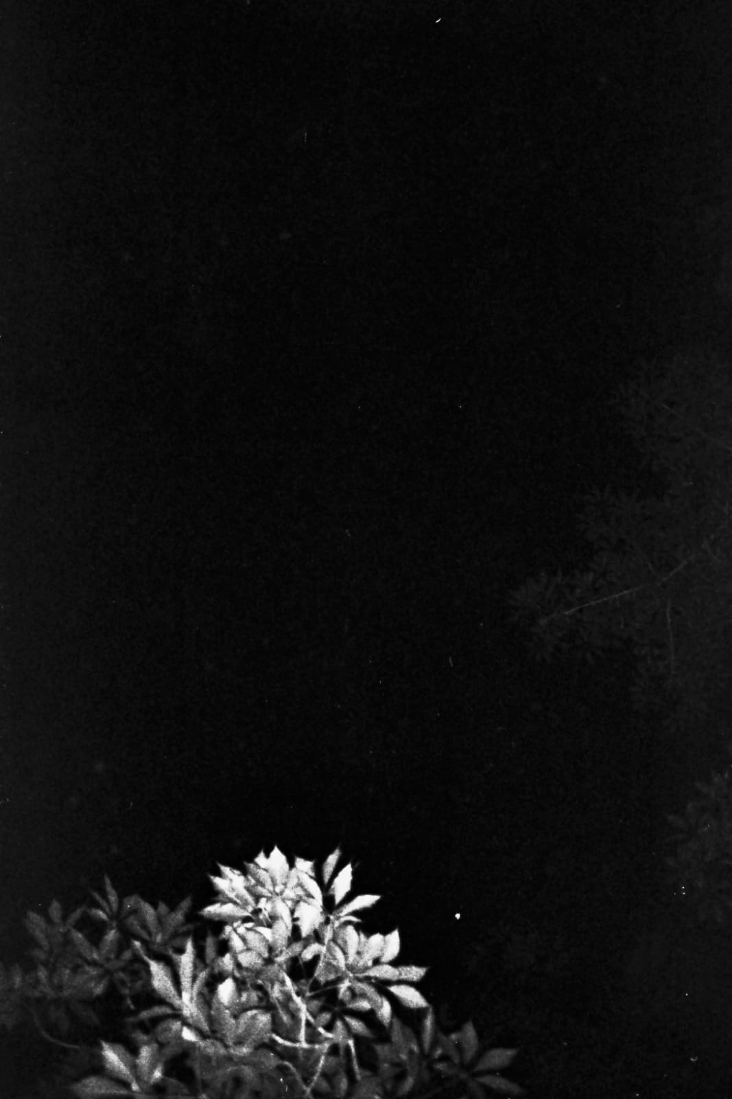 Dania Hany, On a Whim I, 2017