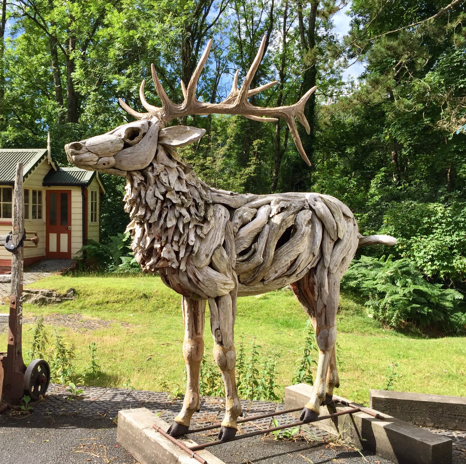 Teak driftwood stag sculpture