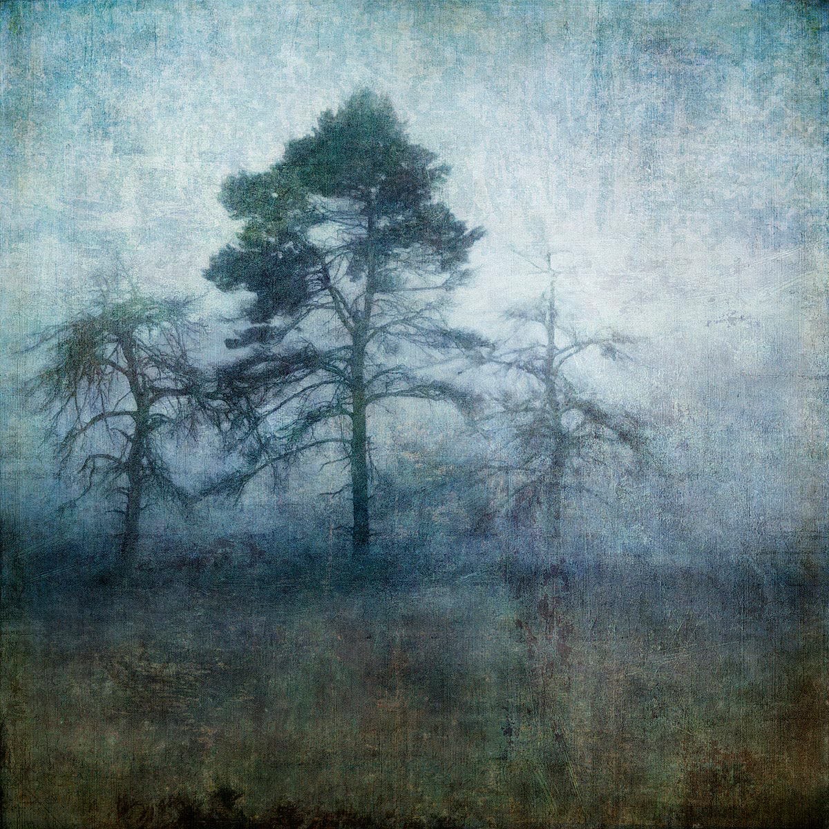 Tree photograph