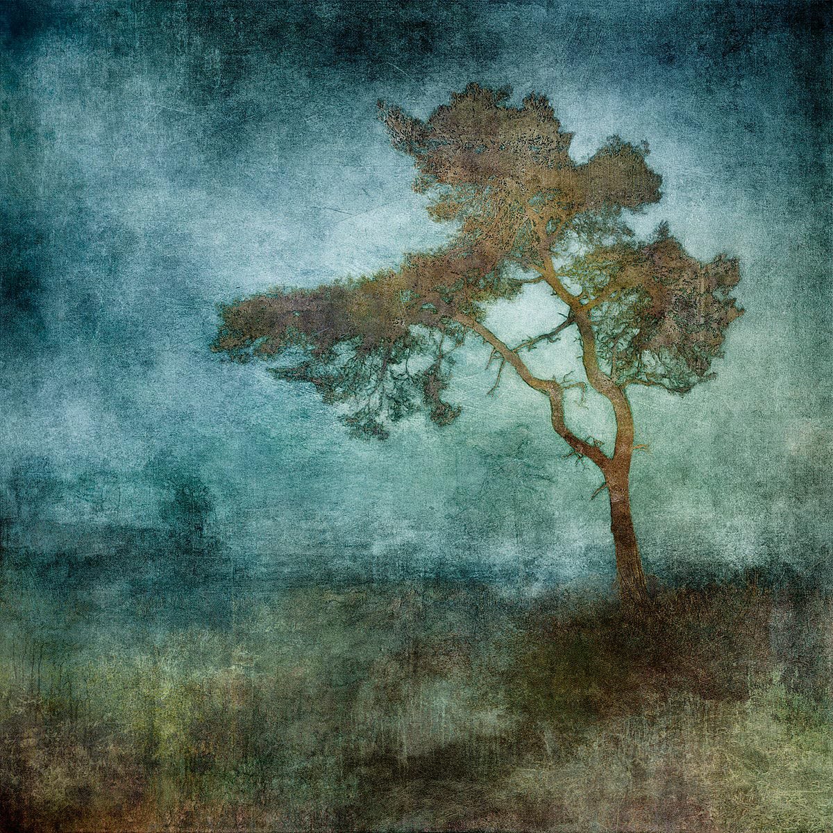 Tree photograph