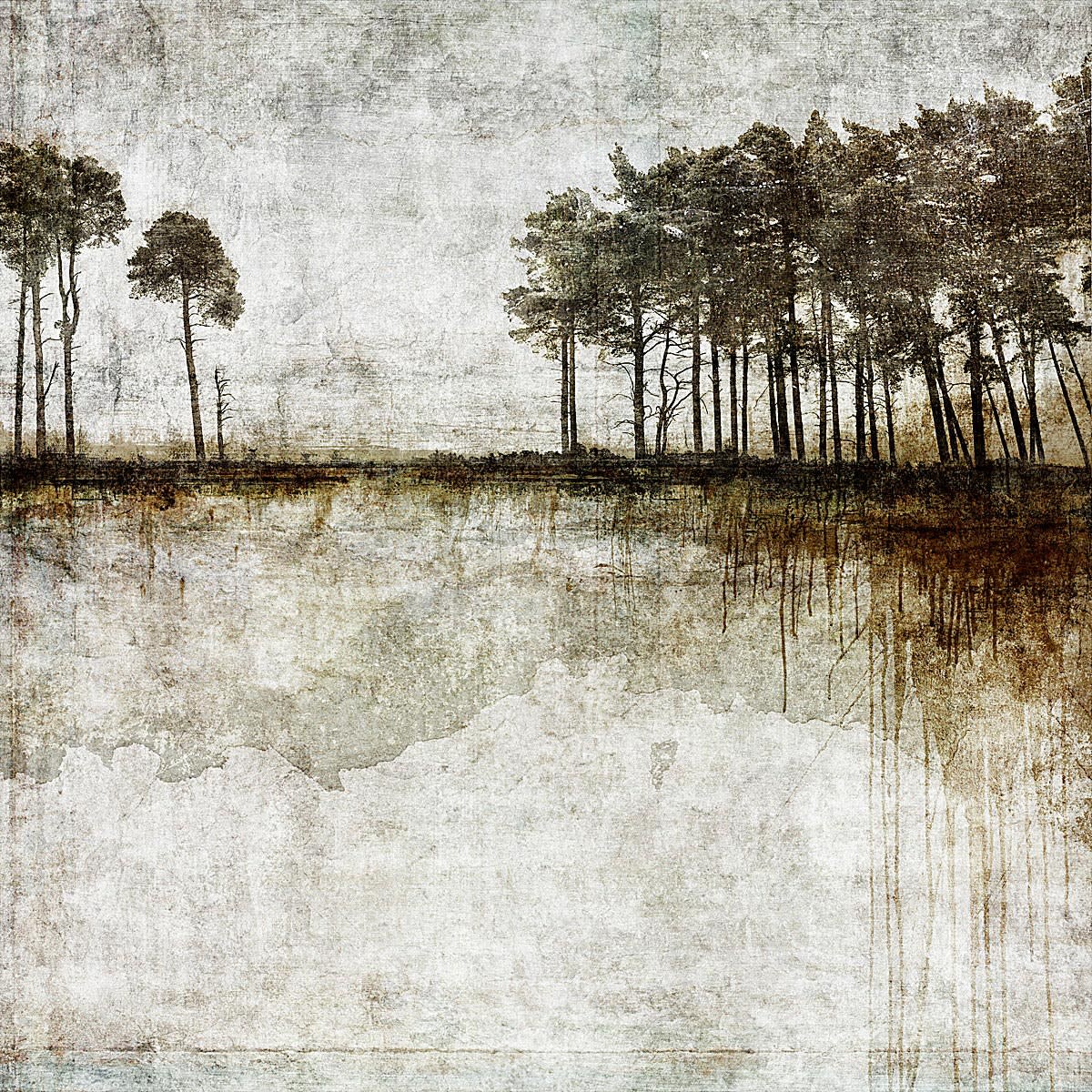 Tree photograph