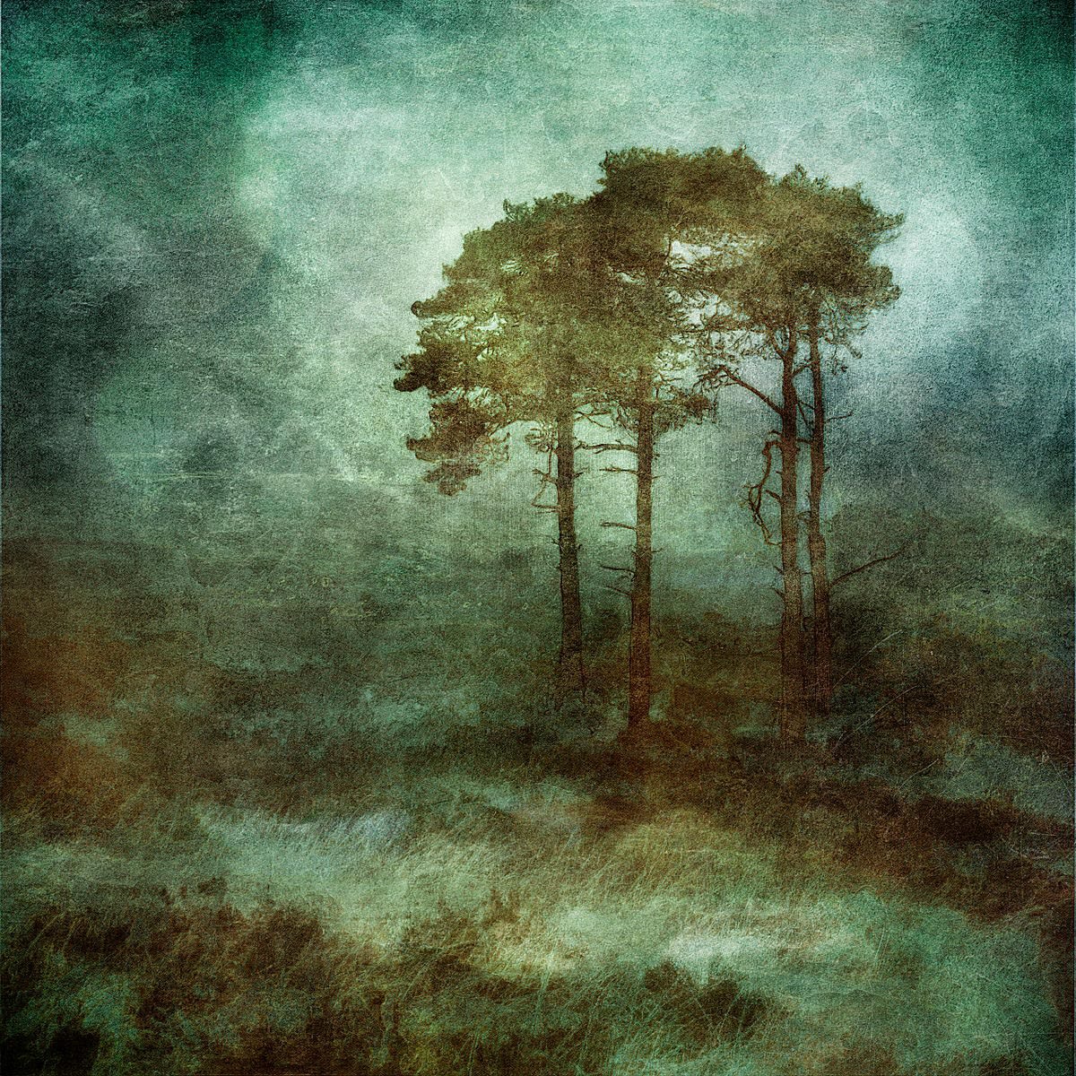 Tree photograph