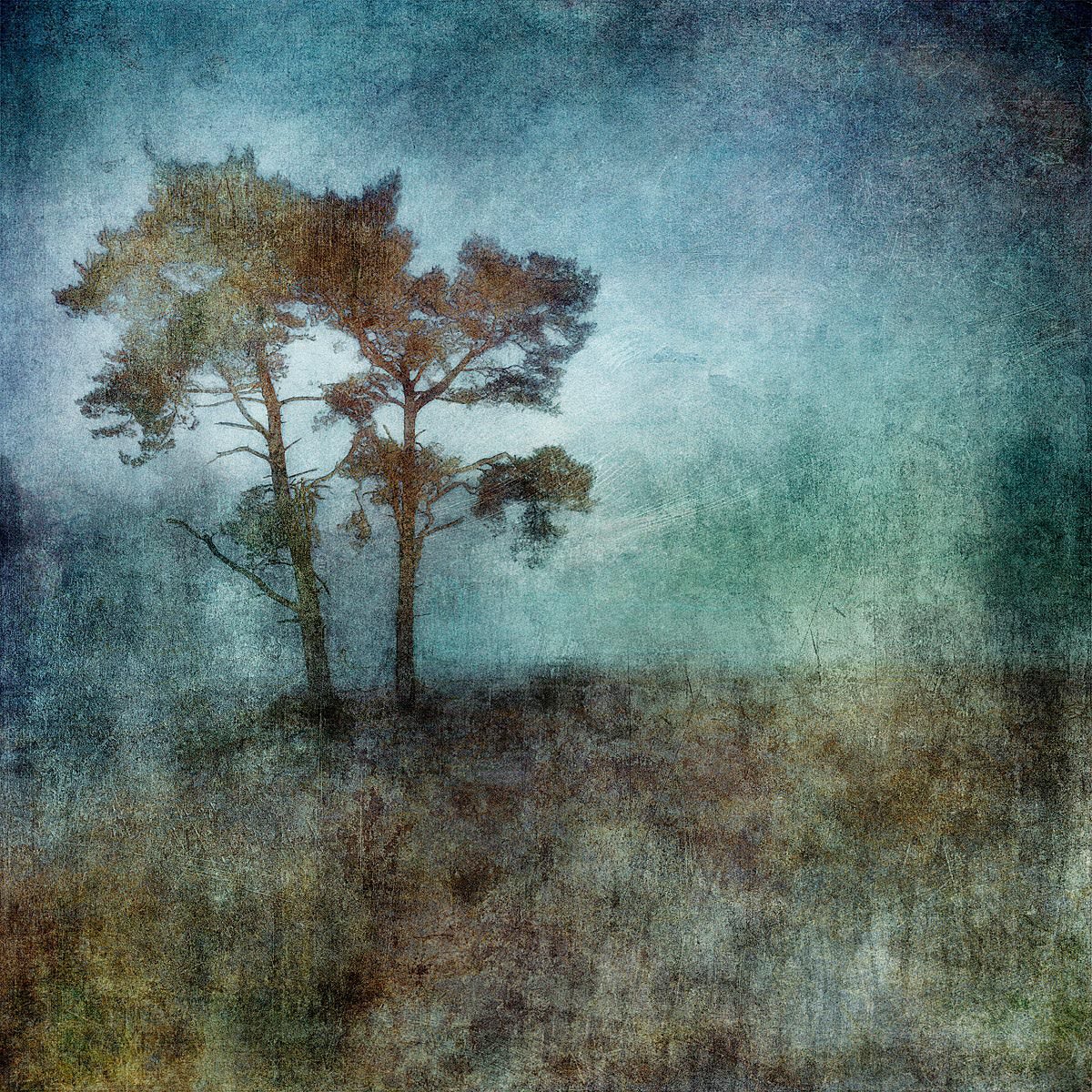 Tree photograph