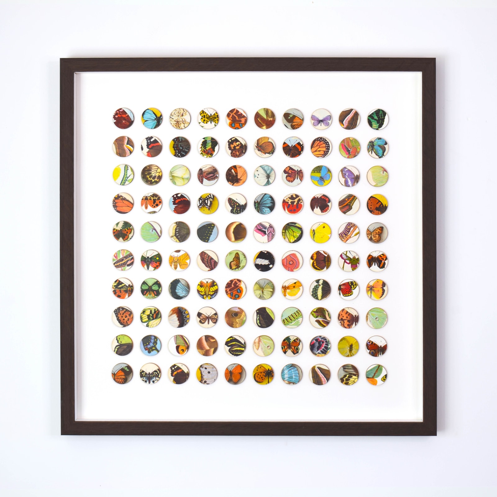 Amelia Coward, Mariposa