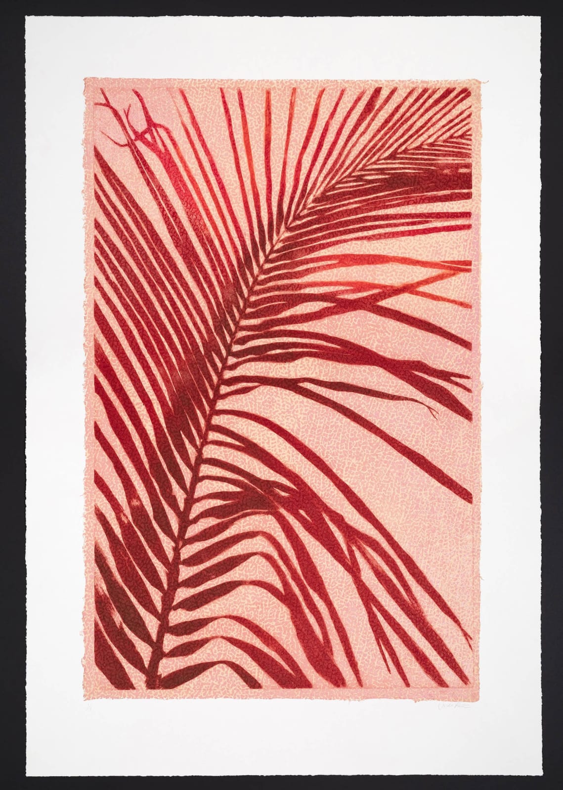 Jo de Pear, Red Areca