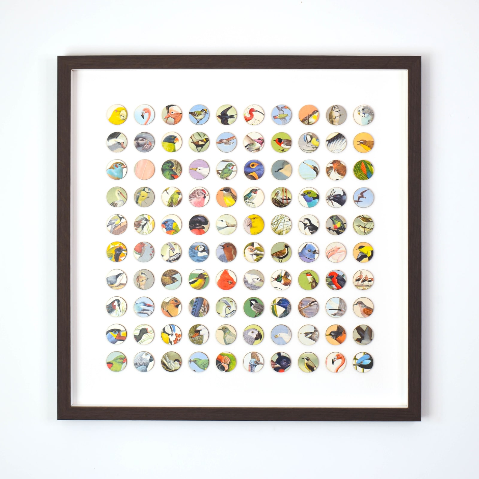 Amelia Coward, Plume