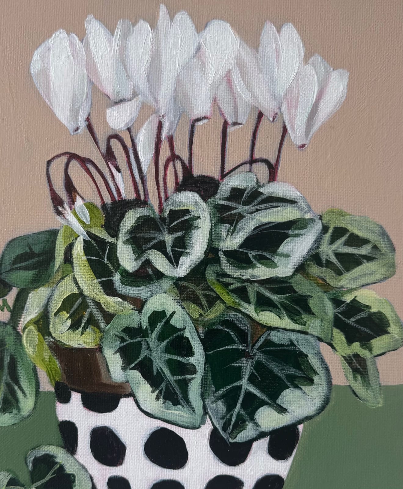 Maria Fletcher, Cyclamen in a Bowl