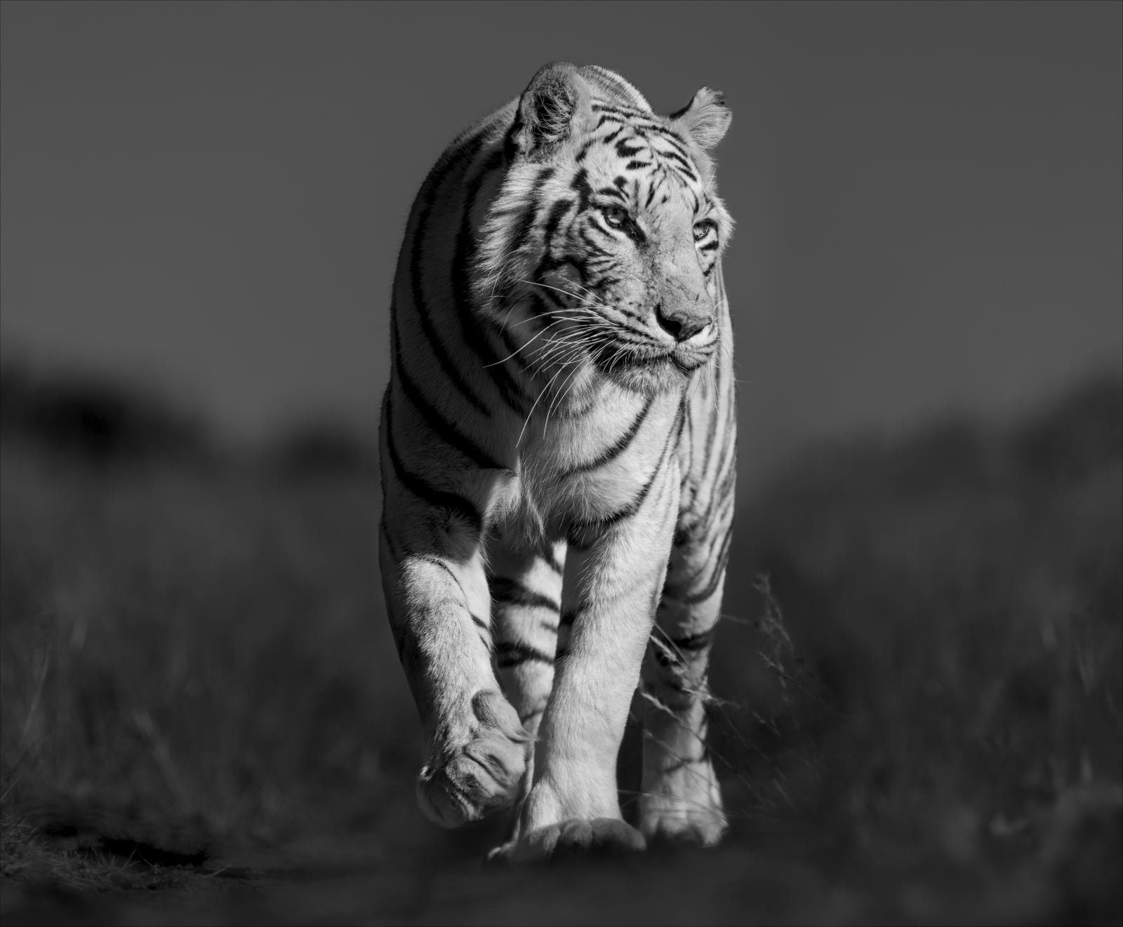 Lars Beusker, White Tiger, 2023