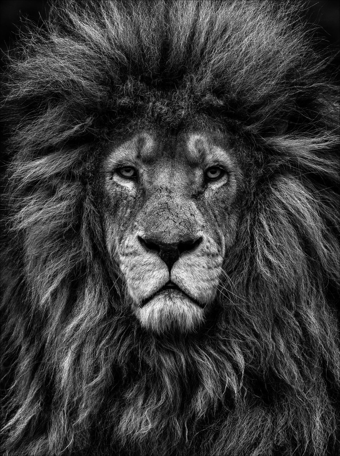 Lars Beusker, The King, 2021