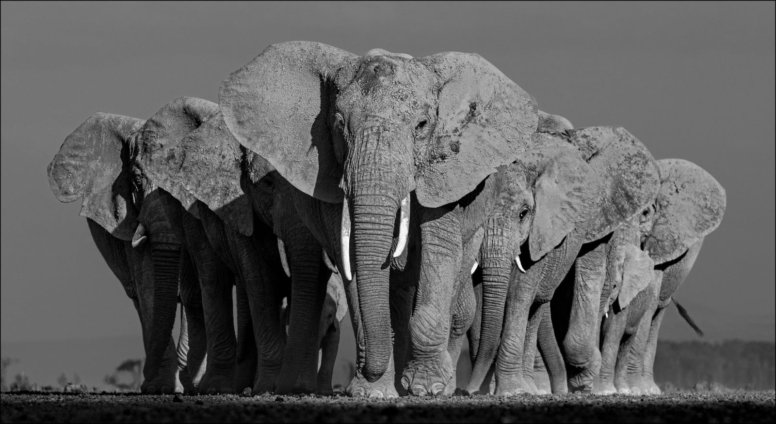 Lars Beusker, Elephants On Earth, 2019