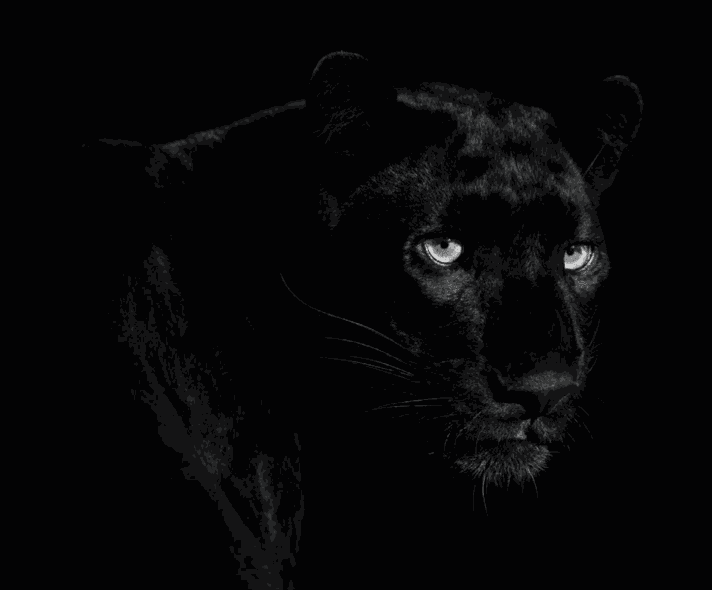 Lars Beusker, Bagheera , 2021