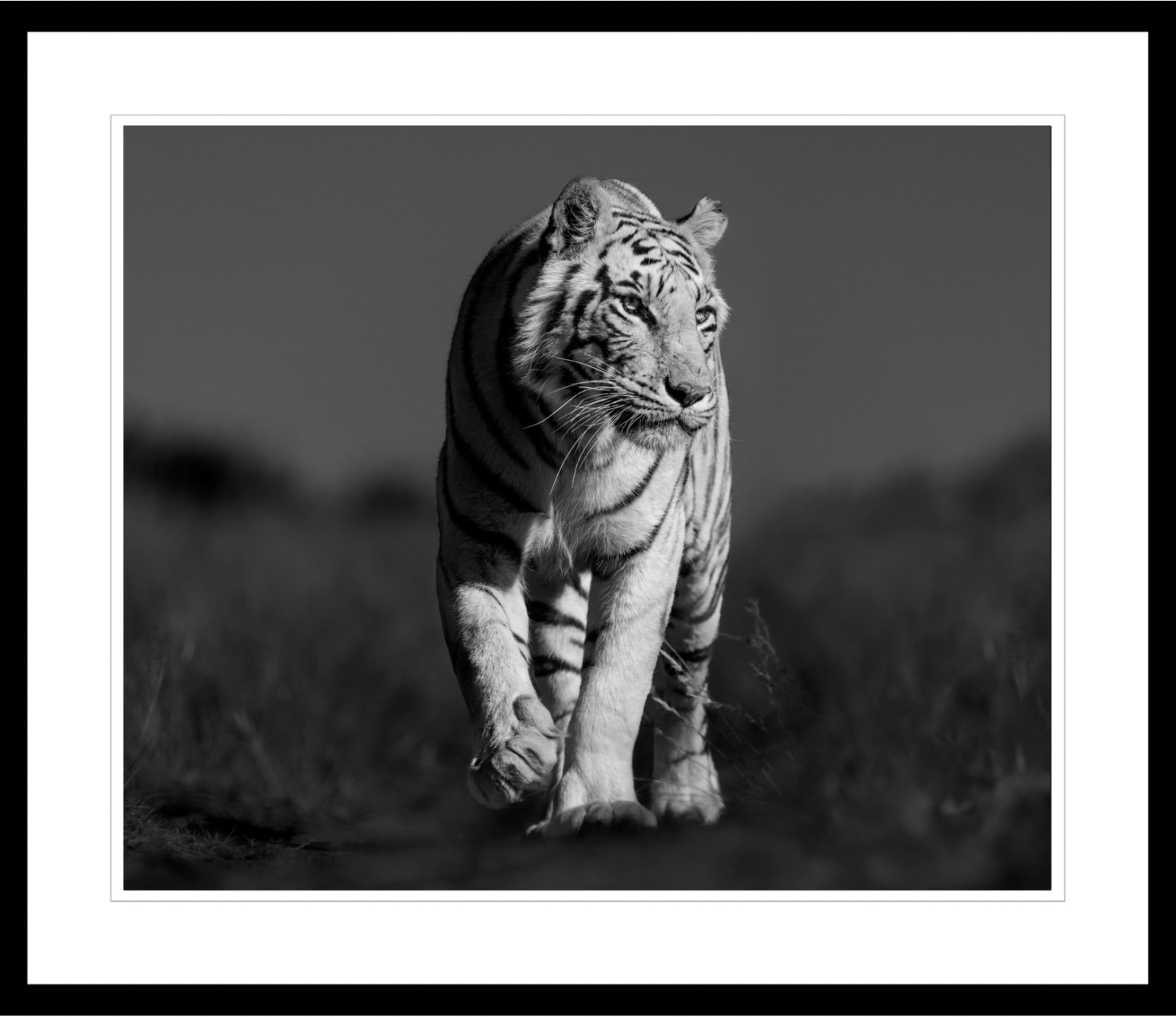 Lars Beusker, White Tiger, 2023