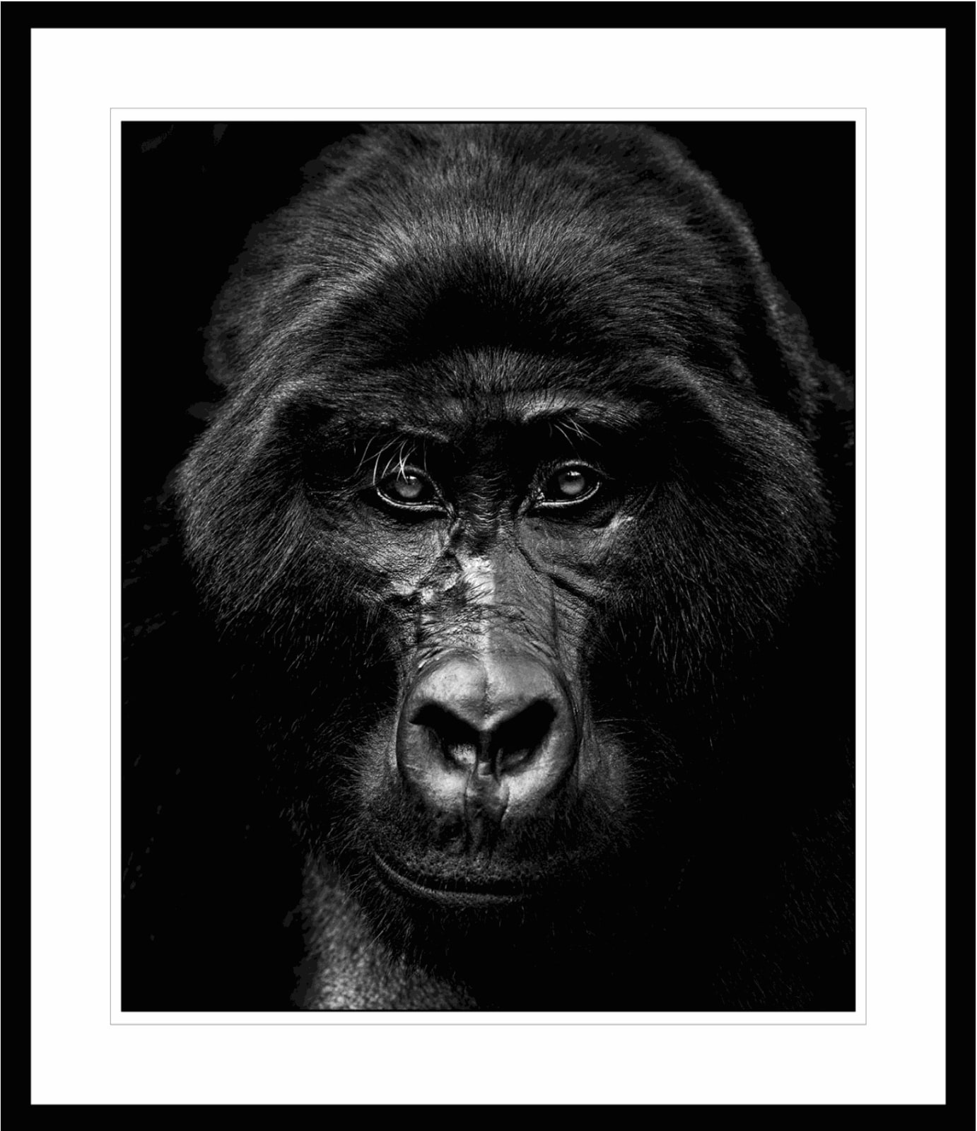 Lars Beusker, King Louie, 2019