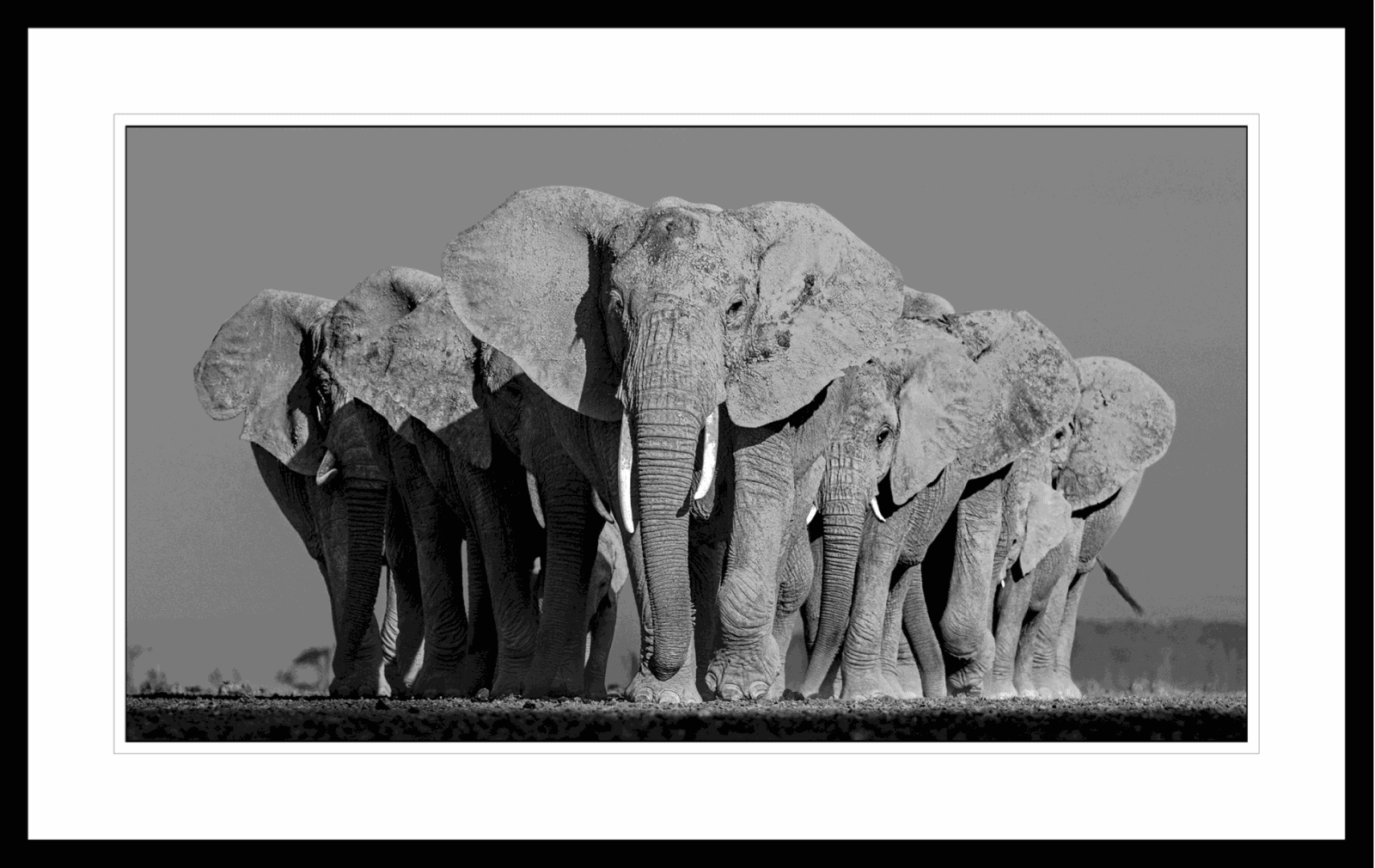 Lars Beusker, Elephants On Earth, 2019