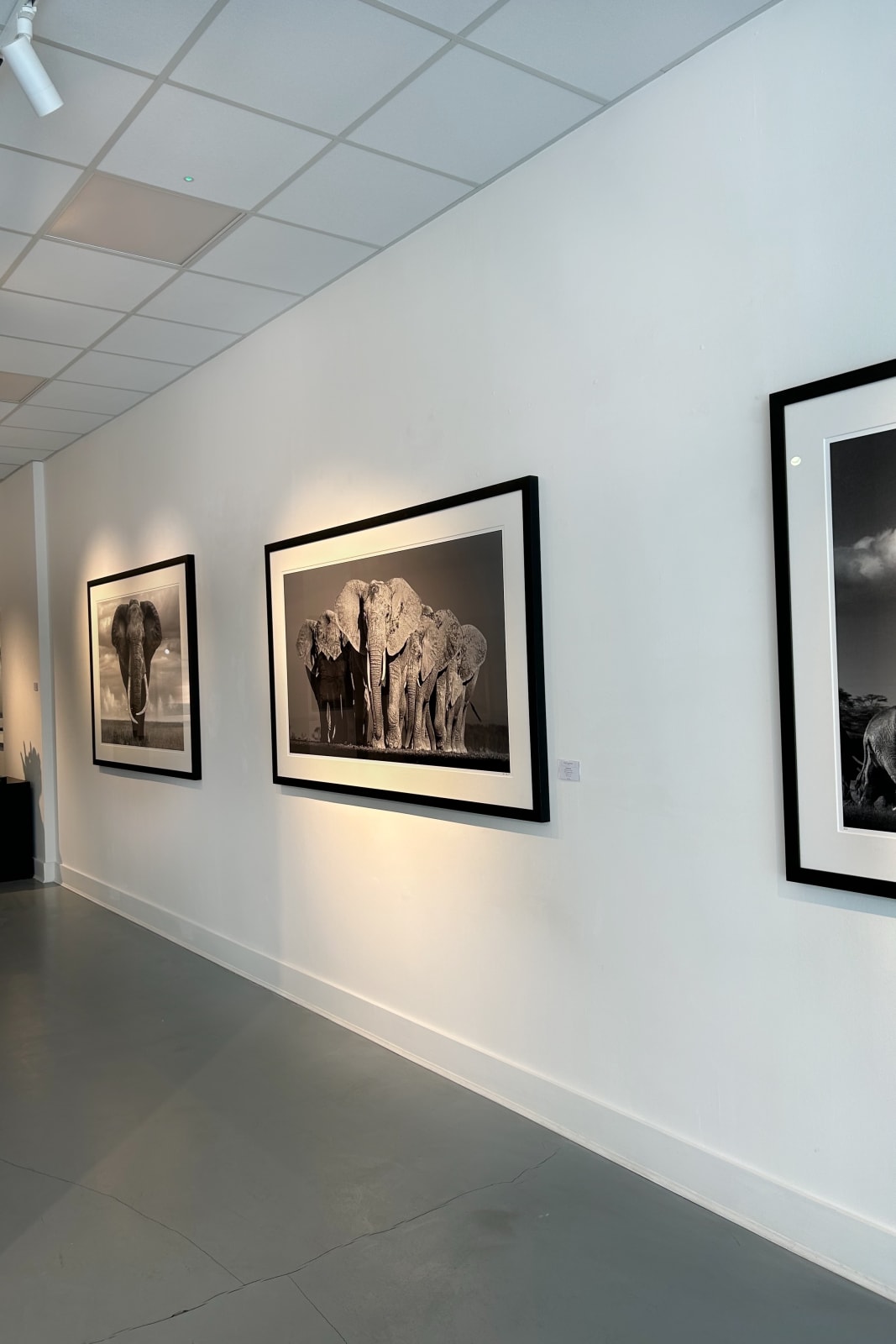 Lars Beusker, Elephants On Earth, 2019 | Miart Gallery London