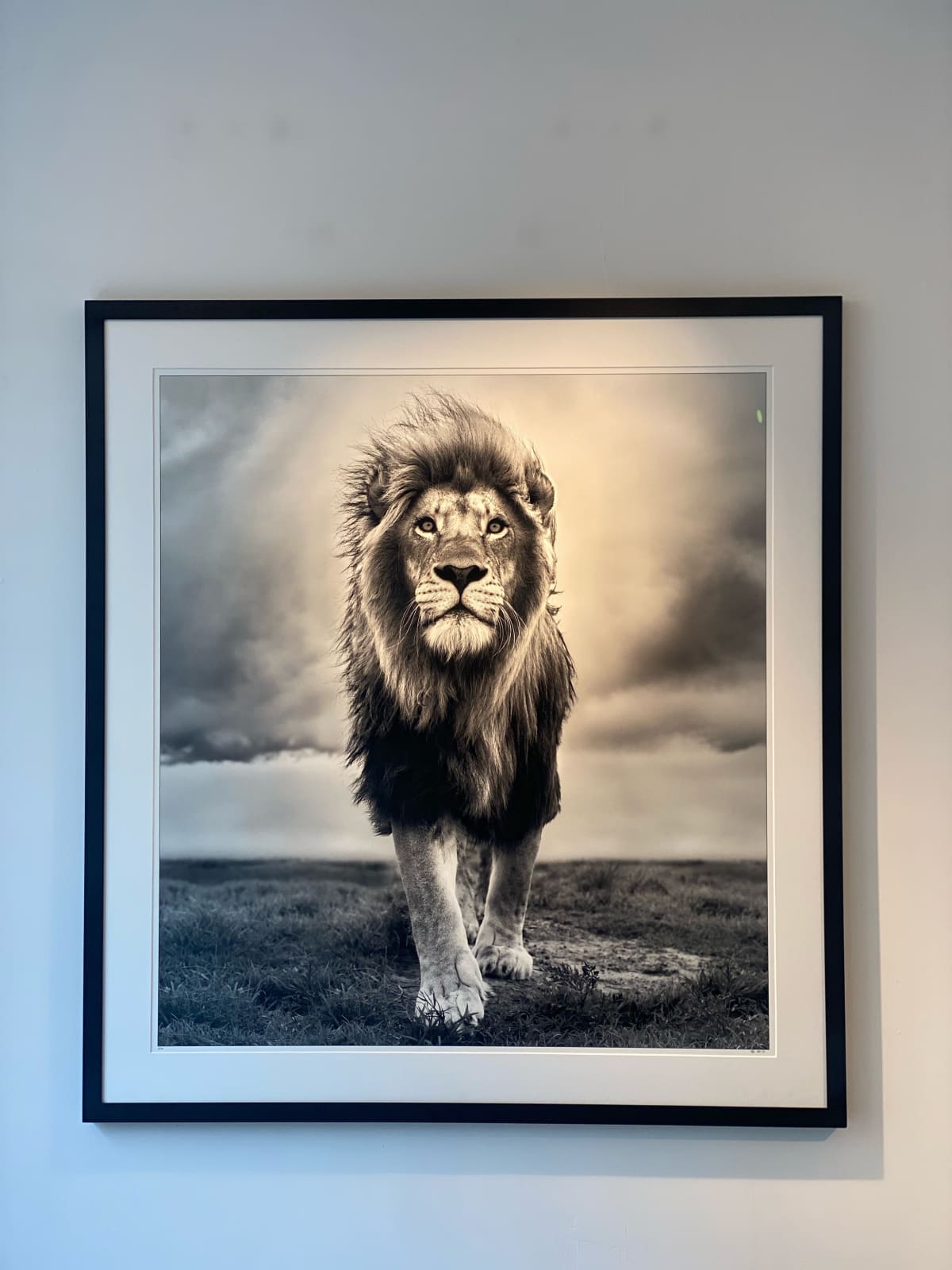 Lars Beusker, Simba, 2020