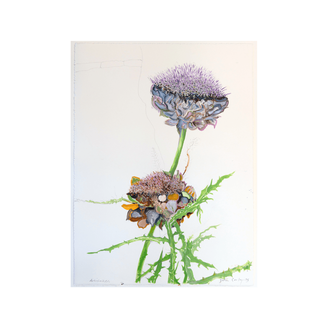 John Corley, Artichokes, 2025