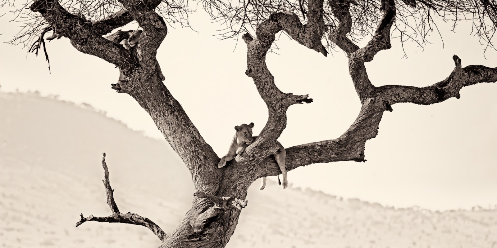 Fran Marti, Break - Tanzania , 2016