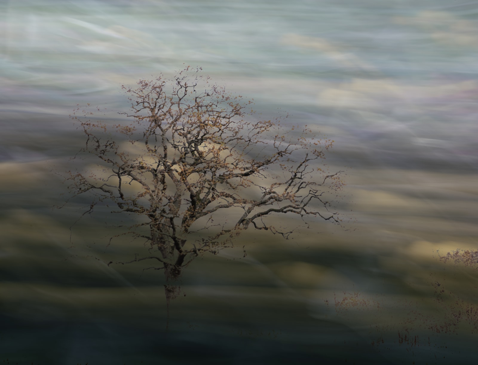 Kate Lloyd, Ethereal Tree, 2021