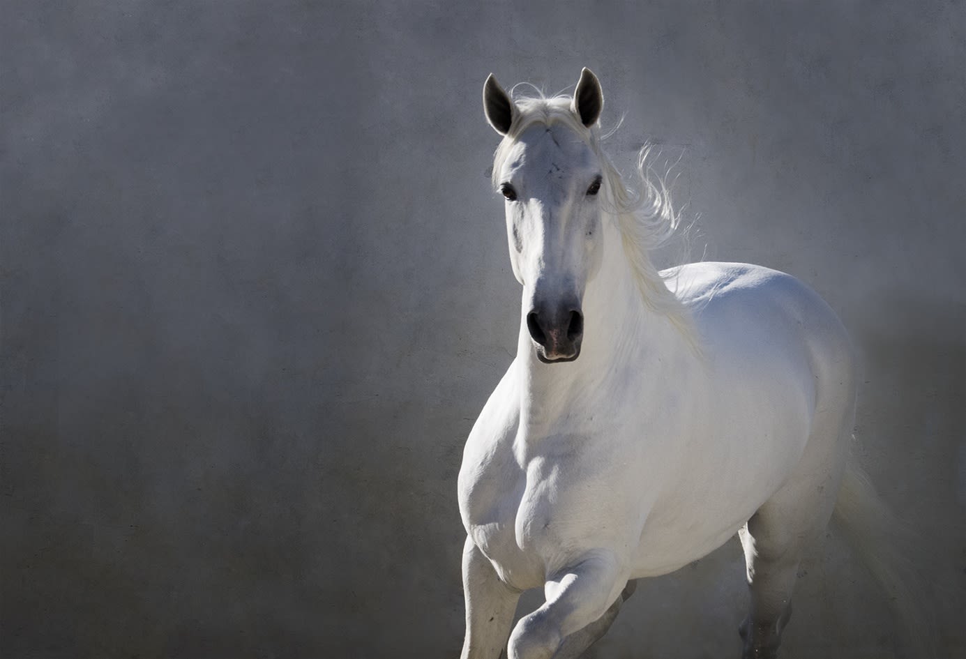 Kate Lloyd, White Lusitano on a Grey Wall, 2016