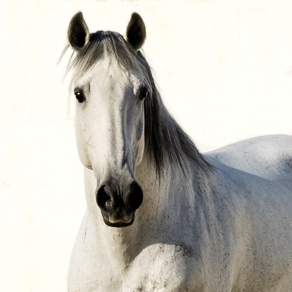 Kate Lloyd, Soulful Lusitano, 2016