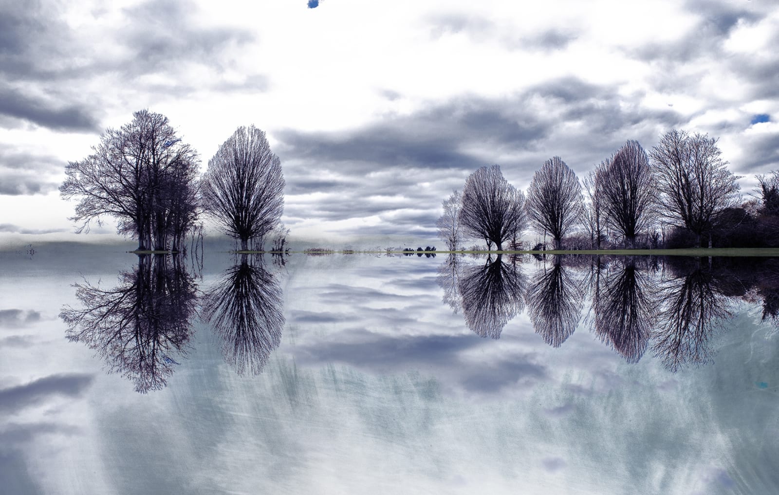 Kate Lloyd, Reflected Trees, 2021