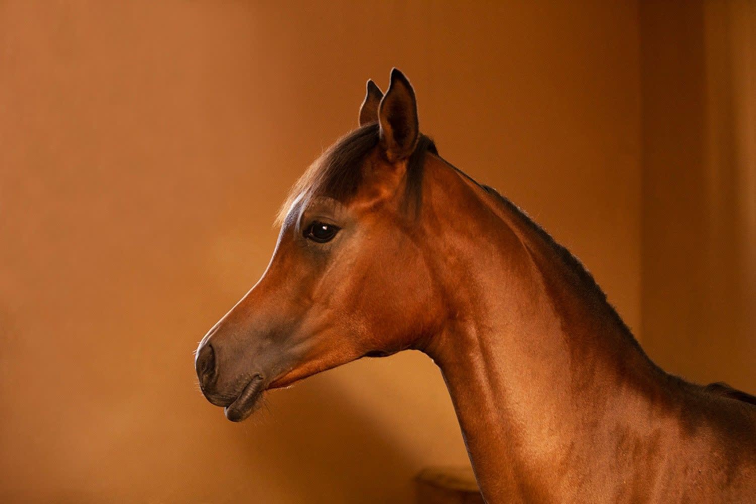 Kate Lloyd, Arab Foal, 2018
