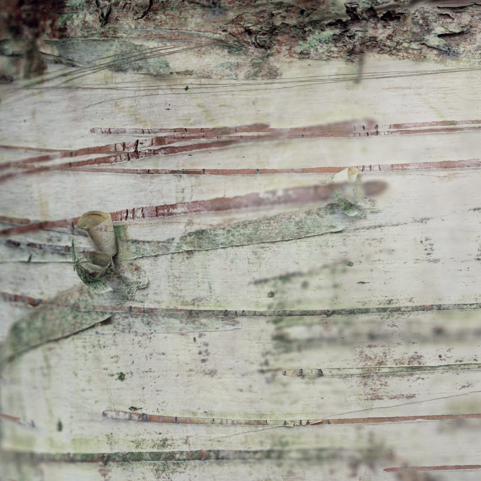 Kate Lloyd, Stripes and Curls, 2021