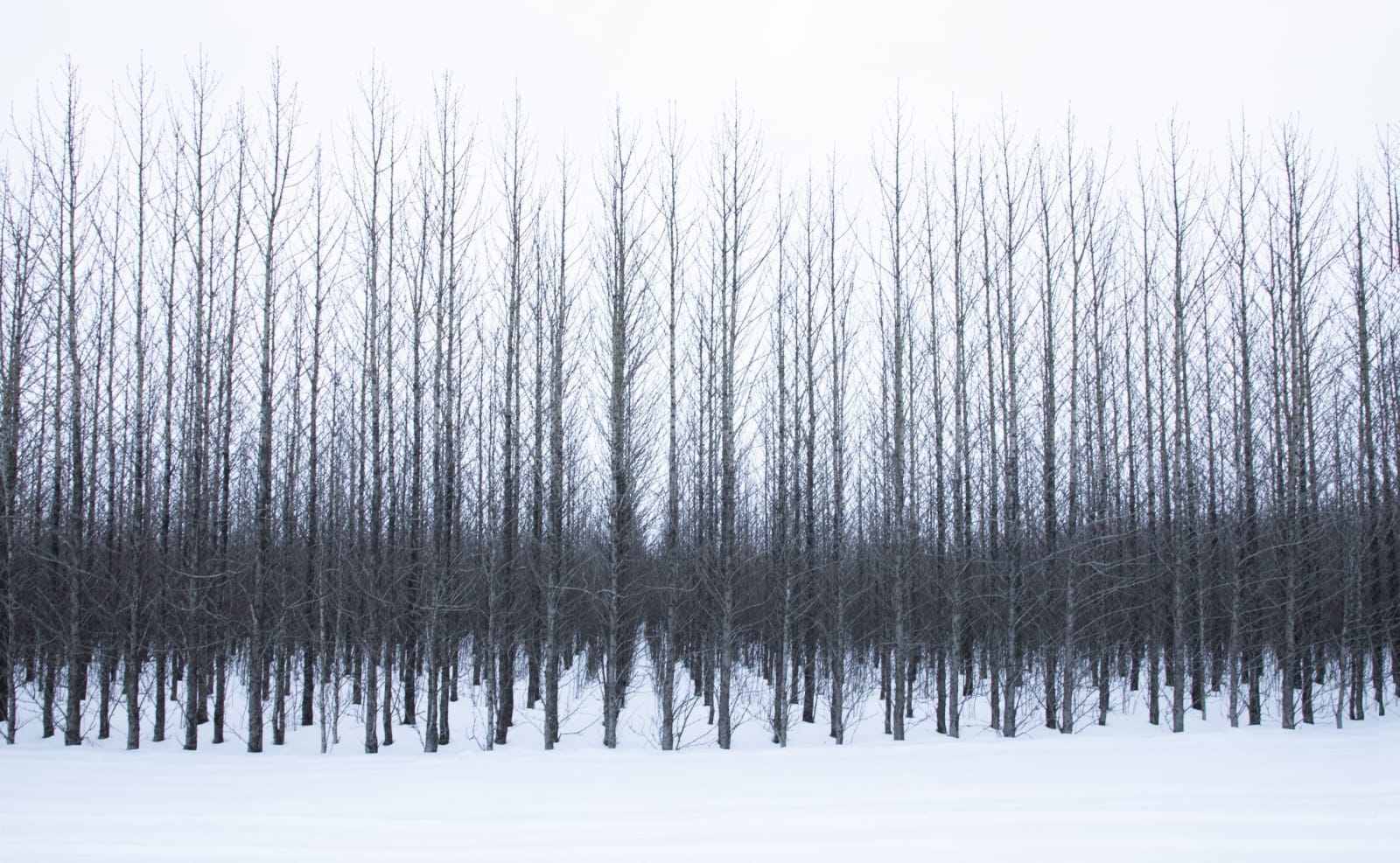 Kate Lloyd, Icelandic Trees 1, 2019