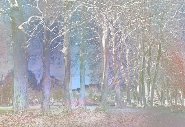 Kate Lloyd, Ghostly Blue Trees, 2021
