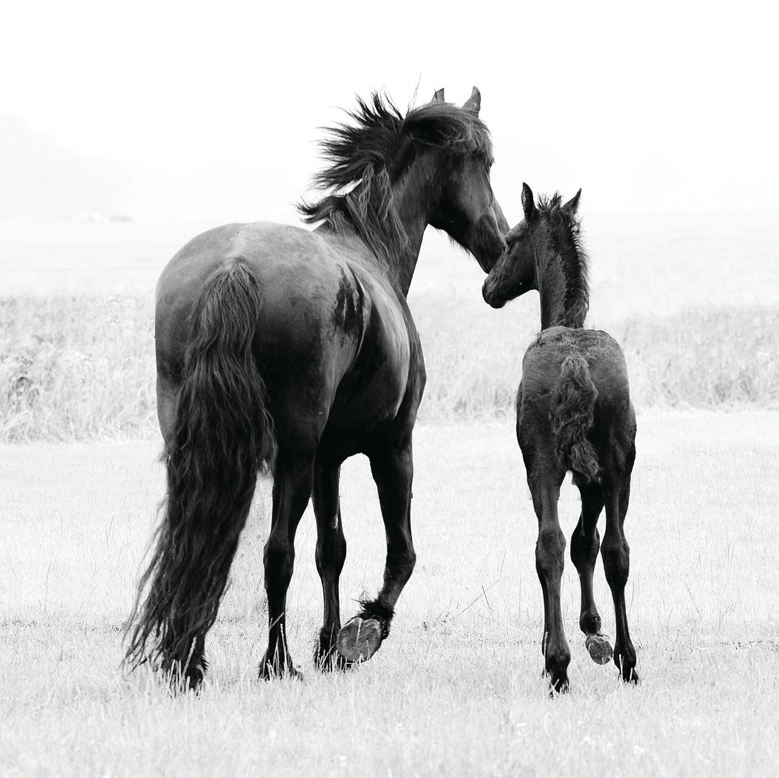 Kate Lloyd, Friesian Mare and Foal, 2017