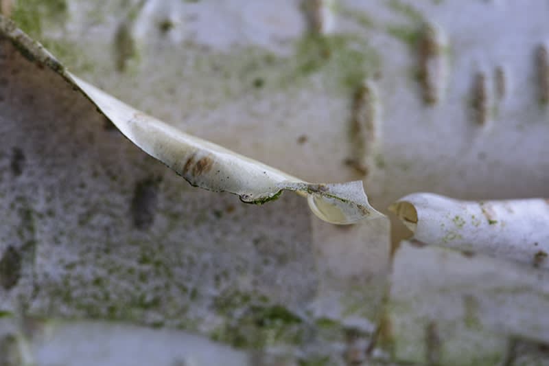 Kate Lloyd, Bark Source, 2021