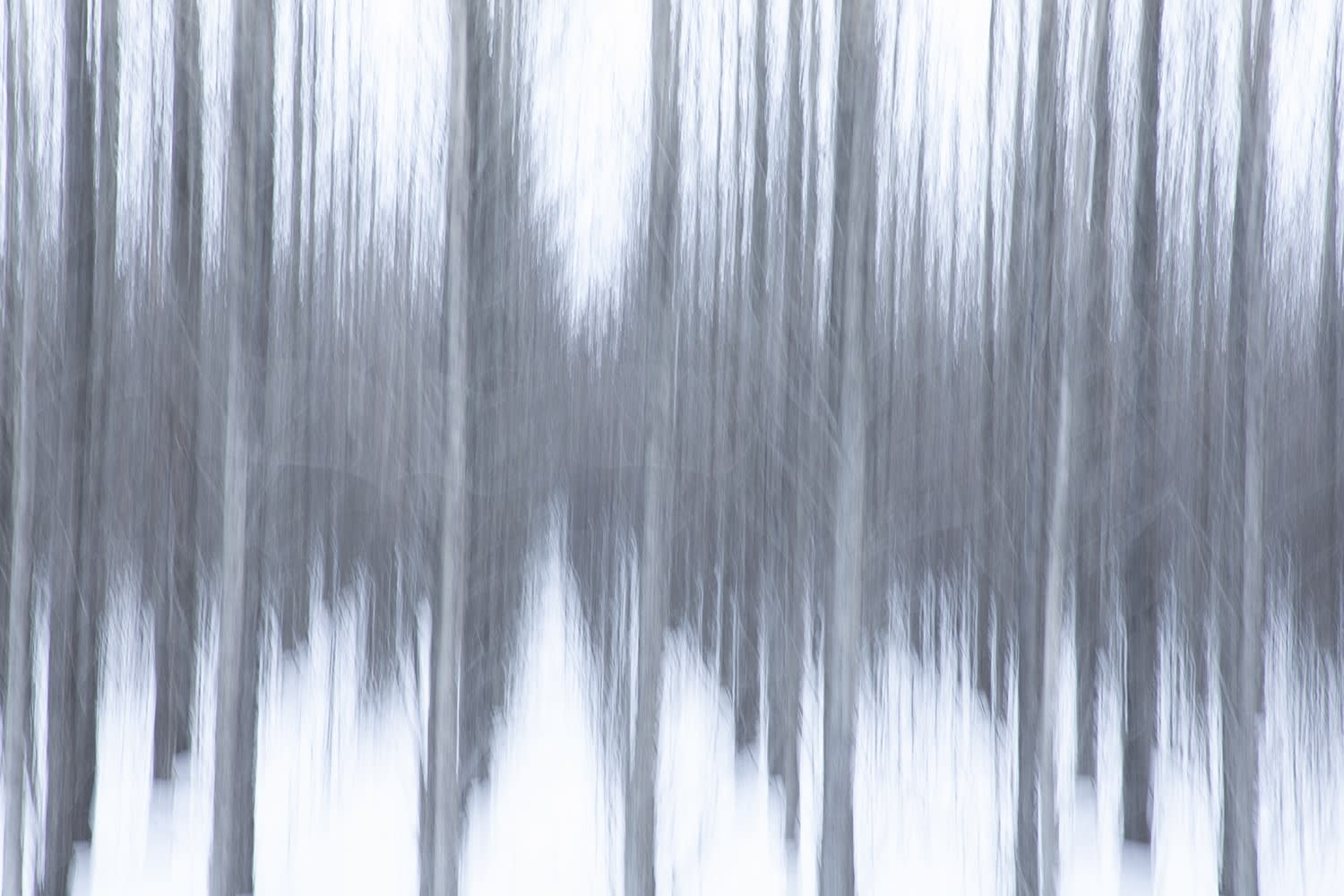Kate Lloyd, Icelandic Trees 4, 2019