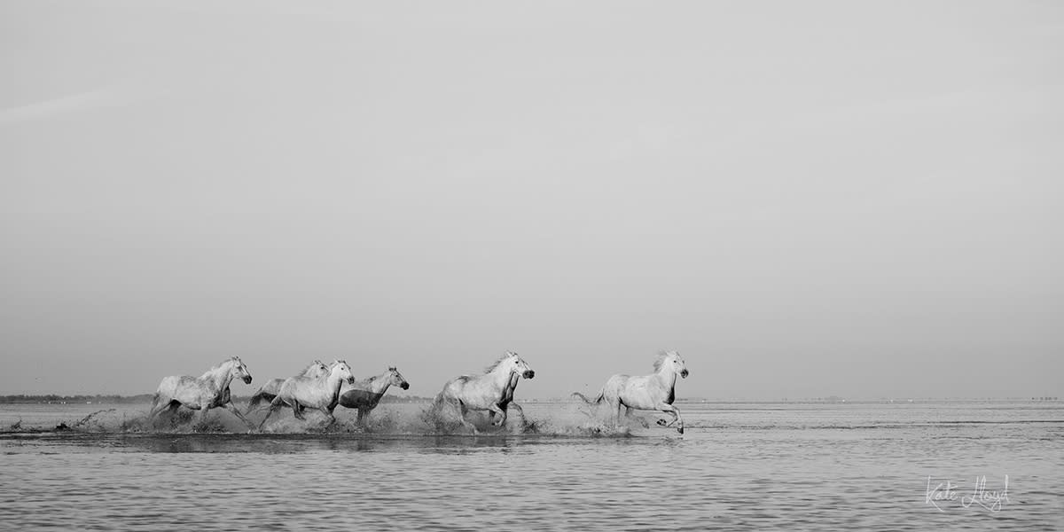 Kate Lloyd, Follow My Leader, 2017