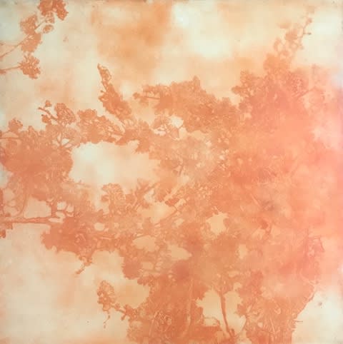 Andrew Taylor, Outside : Canopy, 2010